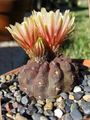 orange Desert Cactus Eriosyce Photo and characteristics