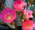 Indoor Plants Prickly Pear desert cactus, Opuntia pink Photo