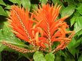 oranžový Křoví Zebra Rostlina, Pomerančový Krevety Rostlina fotografie a charakteristiky