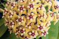 yellow Hanging Plant Hoya, Bridal Bouquet, Madagascar Jasmine, Wax flower, Chaplet flower, Floradora, Hawaiian Wedding flower Photo and characteristics