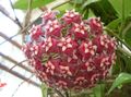 Indoor Plants Hoya, Bridal Bouquet, Madagascar Jasmine, Wax flower, Chaplet flower, Floradora, Hawaiian Wedding flower hanging plant claret Photo