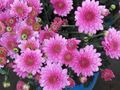 pink Herbaceous Plant Florists Mum, Pot Mum Photo and characteristics
