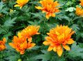 orange Herbaceous Plant Florists Mum, Pot Mum Photo and characteristics