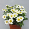 Topfpflanzen Floristen Mama, Mama Topf Blume grasig, Chrysanthemum weiß Foto