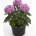 lilac Herbaceous Plant Florists Mum, Pot Mum Photo and characteristics