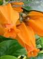  Gold Finger Plant Flower shrub, Juanulloa aurantiaca, Juanulloa mexicana orange Photo