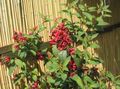 Plantas de Interior Cestrum Flor arbusto vermelho foto