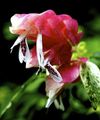  Kırmızı Karides Bitki çiçek çalı, Beloperone guttata beyaz fotoğraf