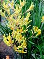 yellow Herbaceous Plant Kangaroo paw Photo and characteristics