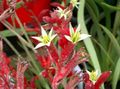 red Herbaceous Plant Kangaroo paw Photo and characteristics