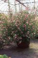 Indoor Plants African mallow Flower shrub, Anisodontea pink Photo