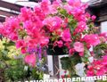 rosa Sträucher Papierblume Foto und Merkmale