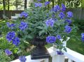 Indoor Plants Verbena Flower herbaceous plant, Verbena Hybrida dark blue Photo