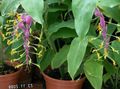 Indoor Plants Dancing Lady Flower herbaceous plant, Globba-winitii lilac Photo