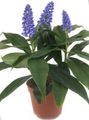 Indoor Plants Blue Ginger Flower herbaceous plant, Dichorisandra dark blue Photo
