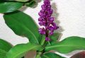 purple Herbaceous Plant Blue Ginger Photo and characteristics