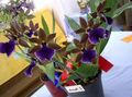 Kapalı bitkiler Zygopetalum çiçek otsu bir bitkidir lacivert fotoğraf