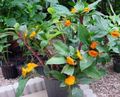 orange Herbaceous Plant Fiery Costus Photo and characteristics
