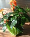 Indoor Plants Firecracker Flower shrub, Crossandra orange Photo