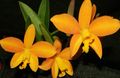 yellow Herbaceous Plant Laelia Photo and characteristics
