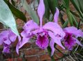 lilac Herbaceous Plant Laelia Photo and characteristics