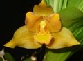 yellow Herbaceous Plant Lycaste Photo and characteristics