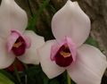 pink Herbaceous Plant Lycaste Photo and characteristics