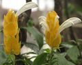  Gelbe Garnelen Pflanze, Golden Garnelen Pflanze, Lutscher Werk Blume sträucher, Pachystachys weiß Foto