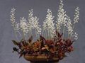 white Herbaceous Plant Jewel Orchid Photo and characteristics