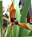 orange Herbaceous Plant Coconut Pie Orchid Photo and characteristics