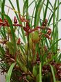 claret Herbaceous Plant Coconut Pie Orchid Photo and characteristics