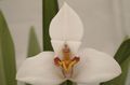 Topfpflanzen Coconut Pie Orchidee Blume grasig, Maxillaria weiß Foto