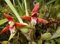 Kamerplanten Kokosnoot Taart Orchidee Bloem kruidachtige plant, Maxillaria rood foto