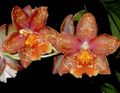 rouge Herbeux Tiger Orchid, Lys De L'orchidée De La Vallée Photo et les caractéristiques