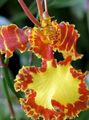Topfpflanzen Tanzendame Orchidee, Cedros Biene, Leoparden Orchidee Blume grasig, Oncidium orange Foto