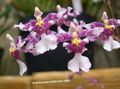 Topfpflanzen Tanzendame Orchidee, Cedros Biene, Leoparden Orchidee Blume grasig, Oncidium flieder Foto