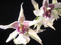 white Herbaceous Plant Dancing Lady Orchid, Cedros Bee, Leopard Orchid Photo and characteristics