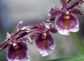 Topfpflanzen Tanzendame Orchidee, Cedros Biene, Leoparden Orchidee Blume grasig, Oncidium lila Foto