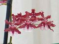 Topfpflanzen Tanzendame Orchidee, Cedros Biene, Leoparden Orchidee Blume grasig, Oncidium rot Foto
