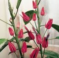 pink Herbaceous Plant Pavonia Photo and characteristics