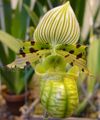 Indoor Plants Slipper Orchids Flower herbaceous plant, Paphiopedilum green Photo