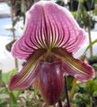 purple Herbaceous Plant Slipper Orchids Photo and characteristics