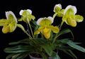 Indoor Plants Slipper Orchids Flower herbaceous plant, Paphiopedilum yellow Photo