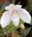 white Herbaceous Plant Slipper Orchids Photo and characteristics