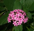 pink Herbaceous Plant Pentas, Star Flower, Star Cluster Photo and characteristics