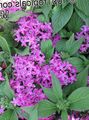 lilac Herbaceous Plant Pentas, Star Flower, Star Cluster Photo and characteristics