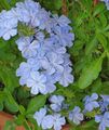 bleu ciel Des Arbustes Leadworts Photo et les caractéristiques