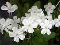 Topfpflanzen Leadworts Blume sträucher, Plumbago weiß Foto