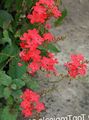 Indoor Plants Leadworts Flower shrub, Plumbago red Photo