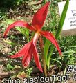 red Herbaceous Plant Aztec Lily, Jacobean Lily, Orchid Lily Photo and characteristics